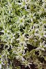 <em>Clematis marmoraria hybrid</em>